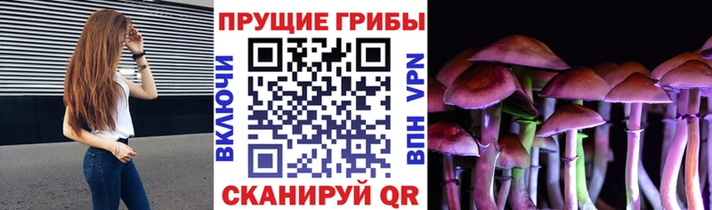 Псилоцибиновые грибы Cubensis  Купить где  Гвардейск 